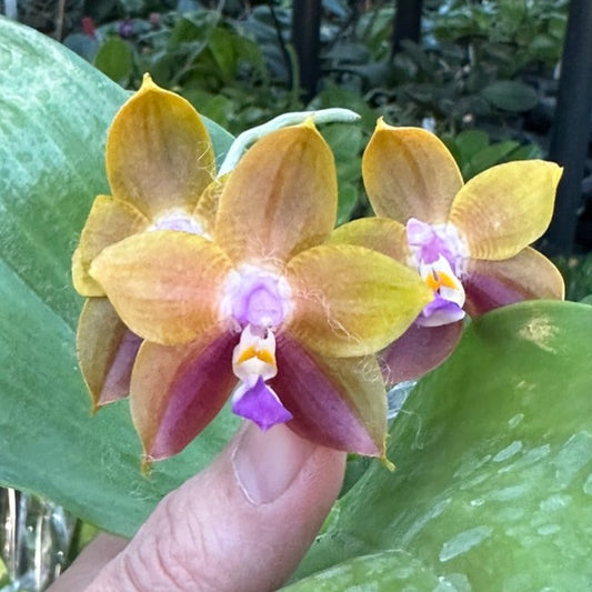 Phalaenopsis Mituo Princess x Mainshow Magic, 240514-4 Flowering