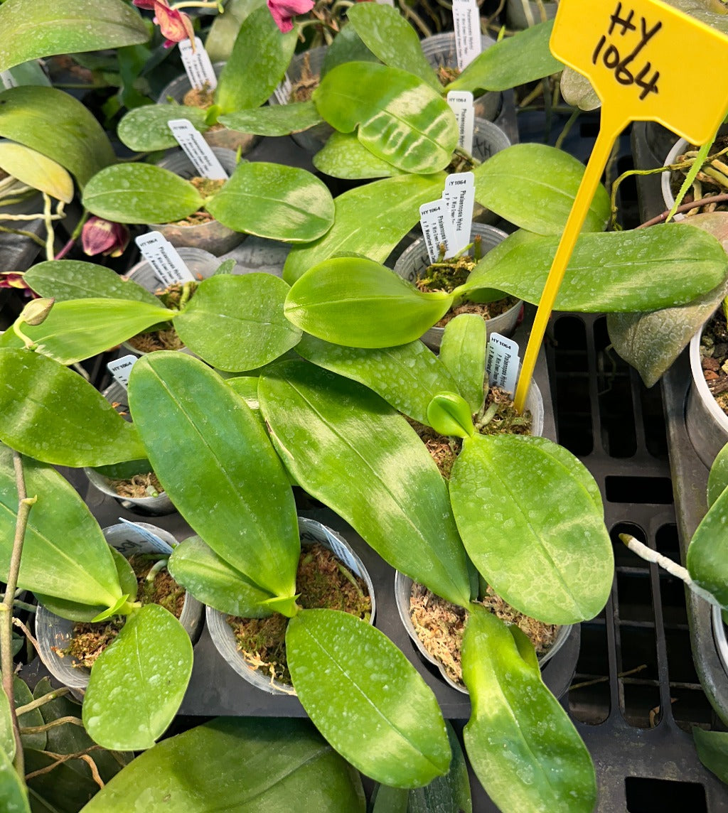 Phalaenopsis (Miro Green Dream x Meidarland Green Cedar) - Seed Grown
