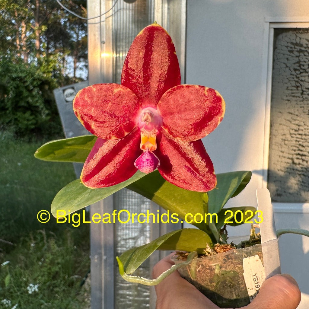 Phalaenopsis Yin's Hazel King 230522 Budding