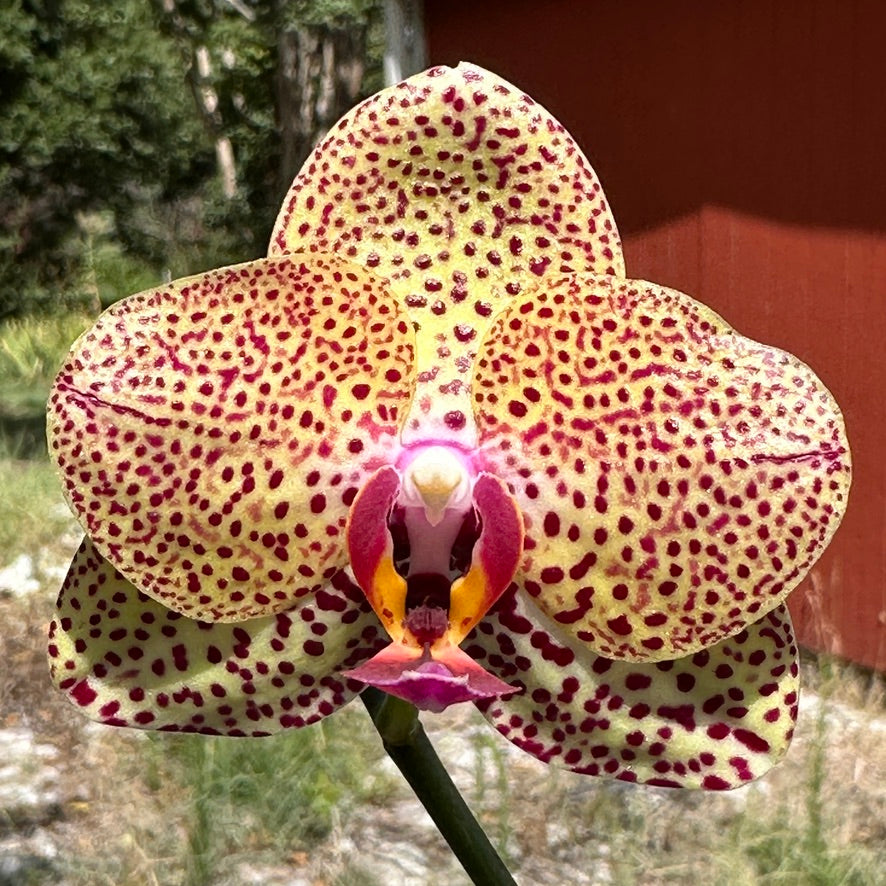 Phalaenopsis Mituo Sunrise 'Angel Rose' Spiking