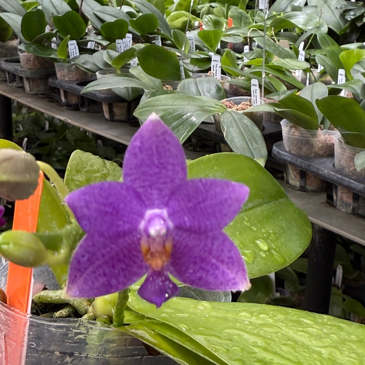 Phalaenopsis Lioulin Blue Star 'F10' Flowering