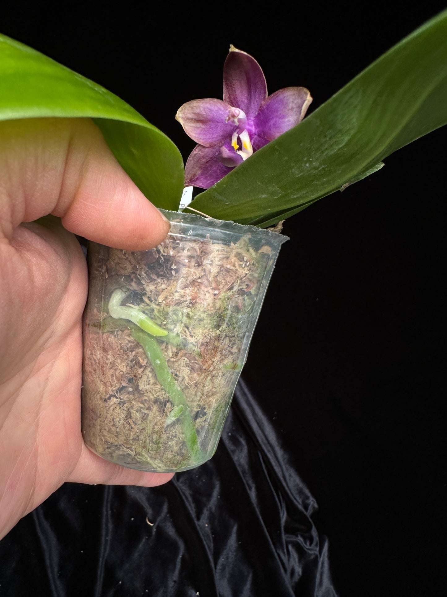 Phalaenopsis Mituo Blue Smurfs 'Sea' 230814 Flowering