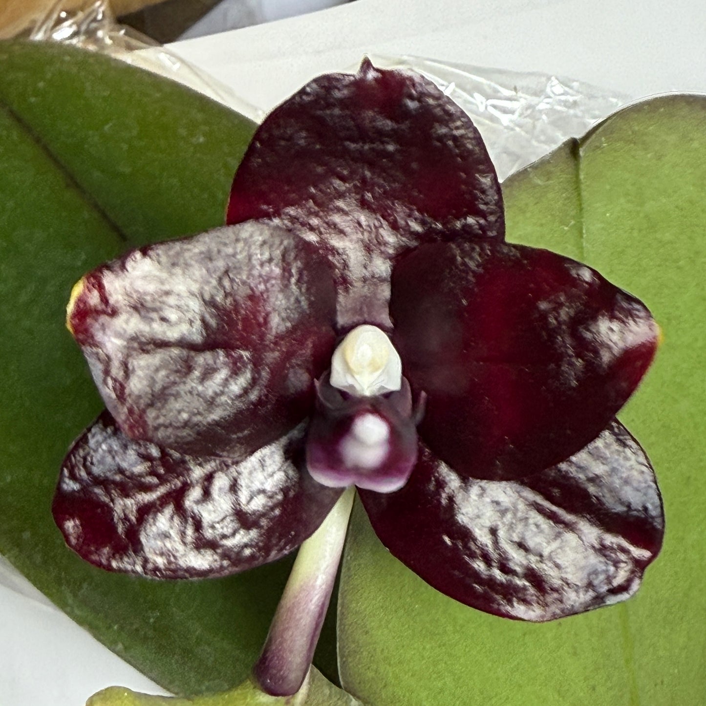 Phalaenopsis Mituo Diamond 'Cinderella'