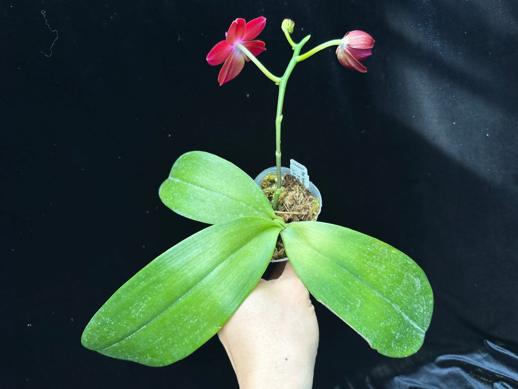 Phalaenopsis Yaphon Golden Dragon 'Red' 230602