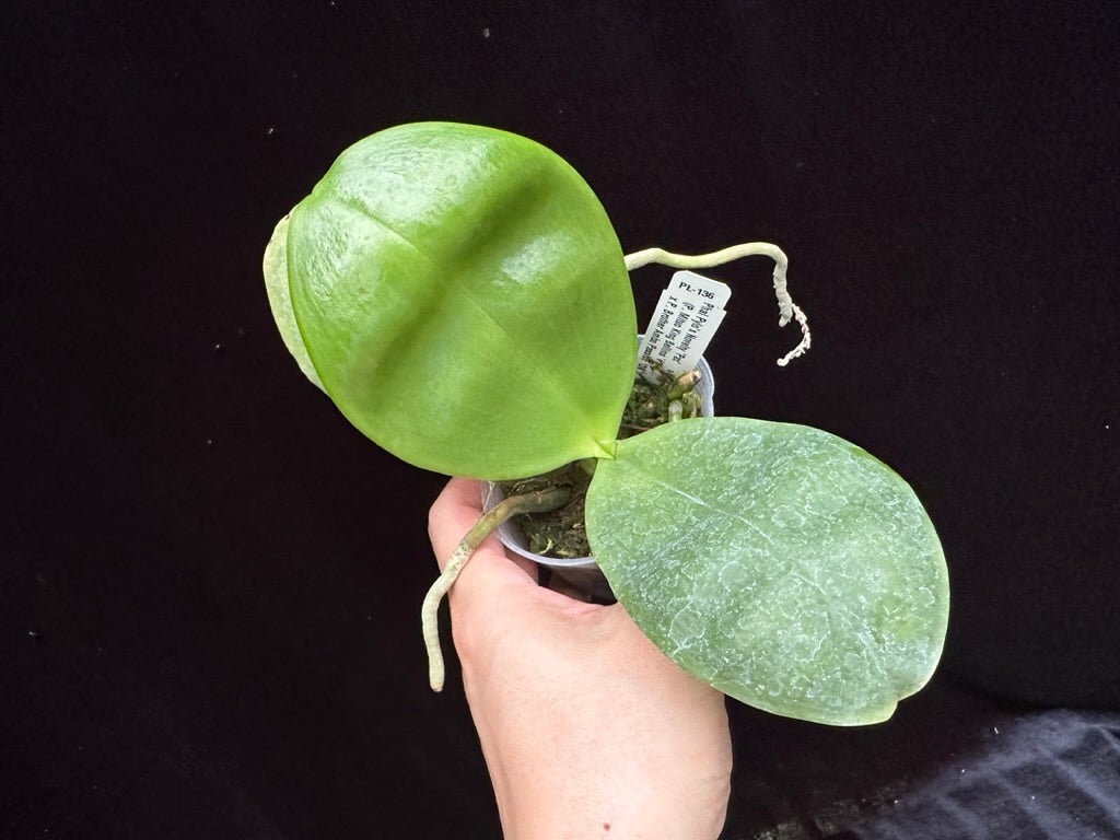 Phalaenopsis Pylo's Novelty 'Pax'