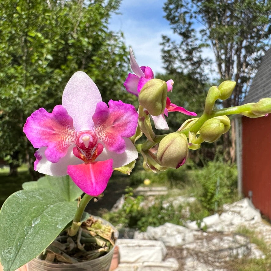 Phalaenopsis Liu's Berry 'Trinity' (Peloric) 230908 Flowering
