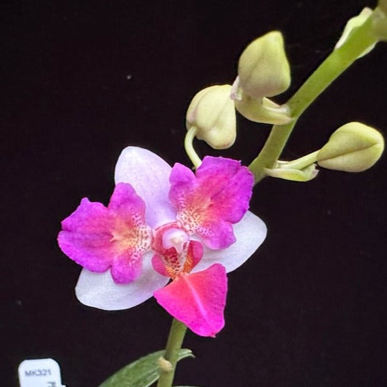 Phalaenopsis Liu's Berry 'Trinity' (Peloric) 230908 Flowering