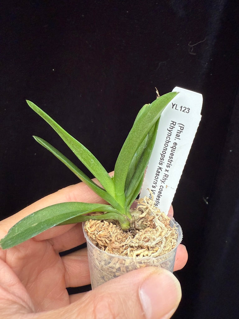 Rhynchonopsis Kasorn's Viola Coequestris 'Pink'