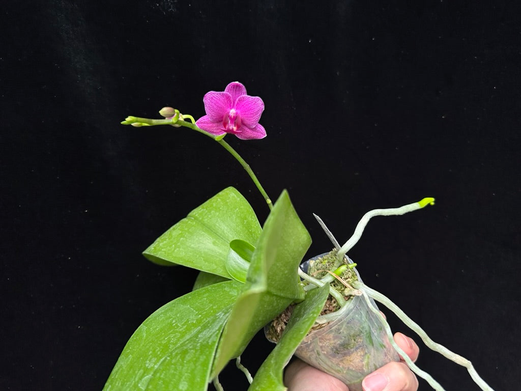 Phalaenopsis Mituo Vivien 230815