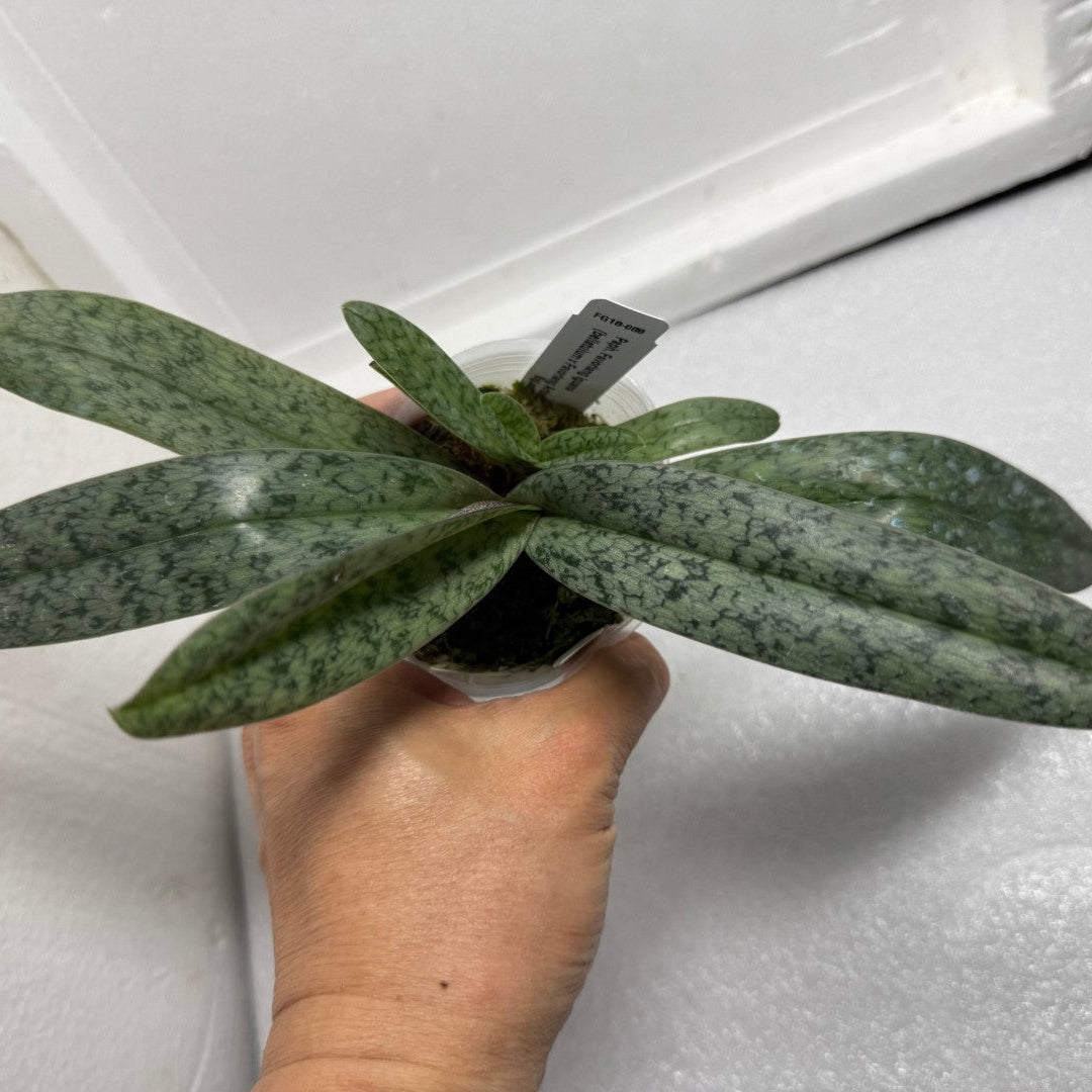 Paphiopedilum Favorlang Iguana - Seed Grown
