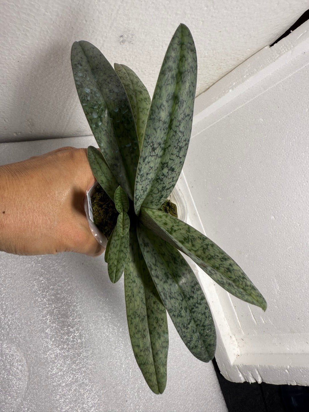 Paphiopedilum Favorlang Iguana - Seed Grown