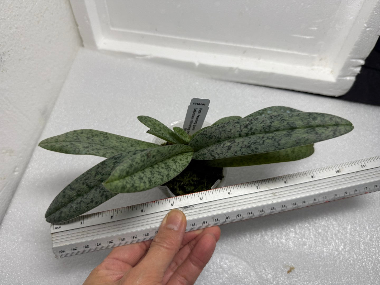 Paphiopedilum Favorlang Iguana - Seed Grown