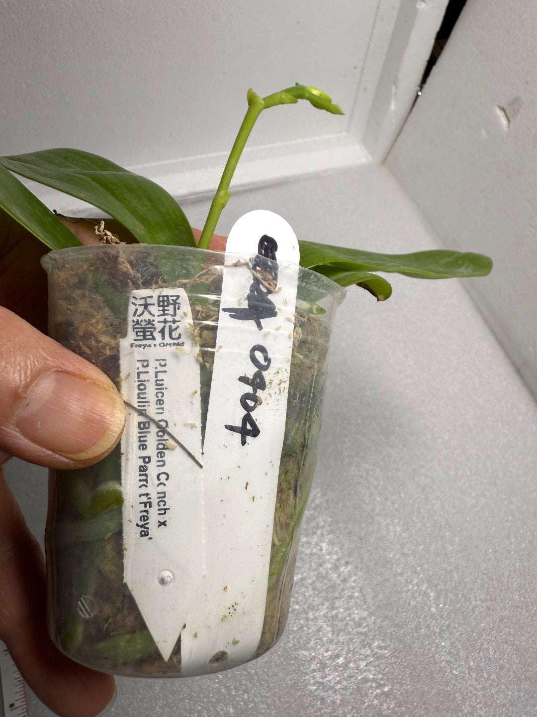 Phalaenopsis Luicen Golden Conch x P.Lioulin Blue Parrot 250720 Budding Seed Grown