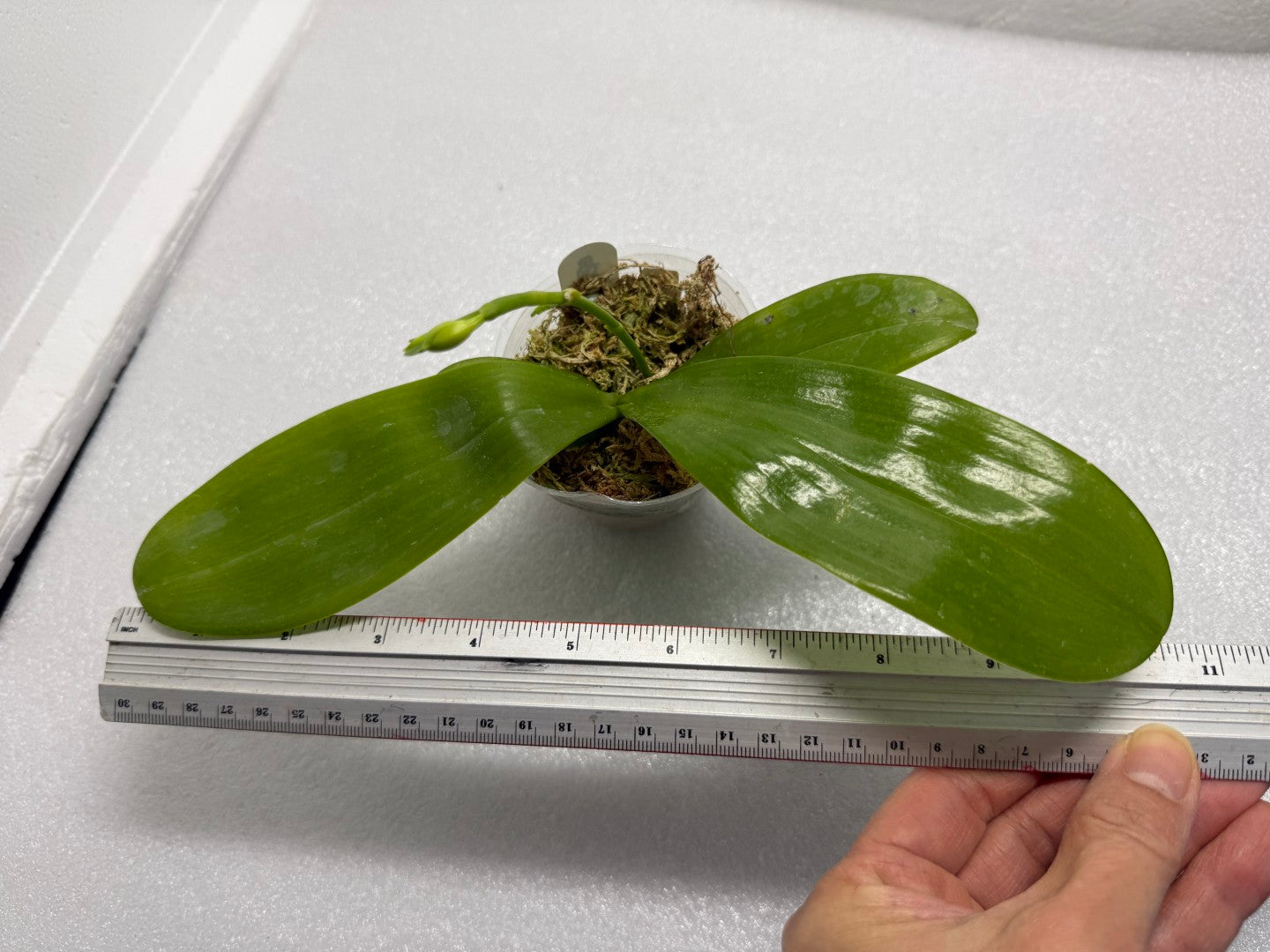 Phalaenopsis Luicen Golden Conch x P.Lioulin Blue Parrot 250720 Budding Seed Grown