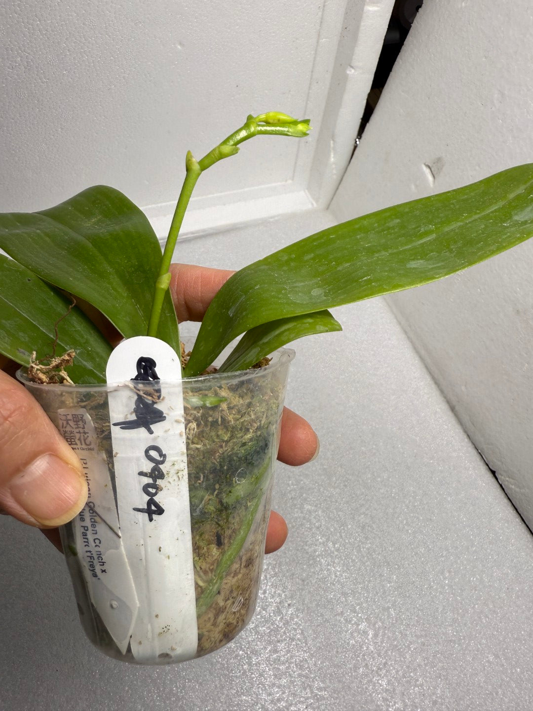 Phalaenopsis Luicen Golden Conch x P.Lioulin Blue Parrot 250720 Budding Seed Grown