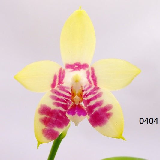 Phalaenopsis Luicen Golden Conch x P.Lioulin Blue Parrot 250720