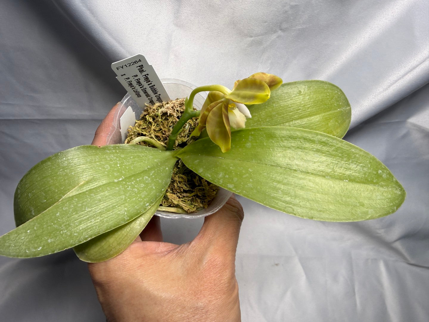 Phalaenopsis Freya's Bubble Dragon 260420 Flowering Seed Grown