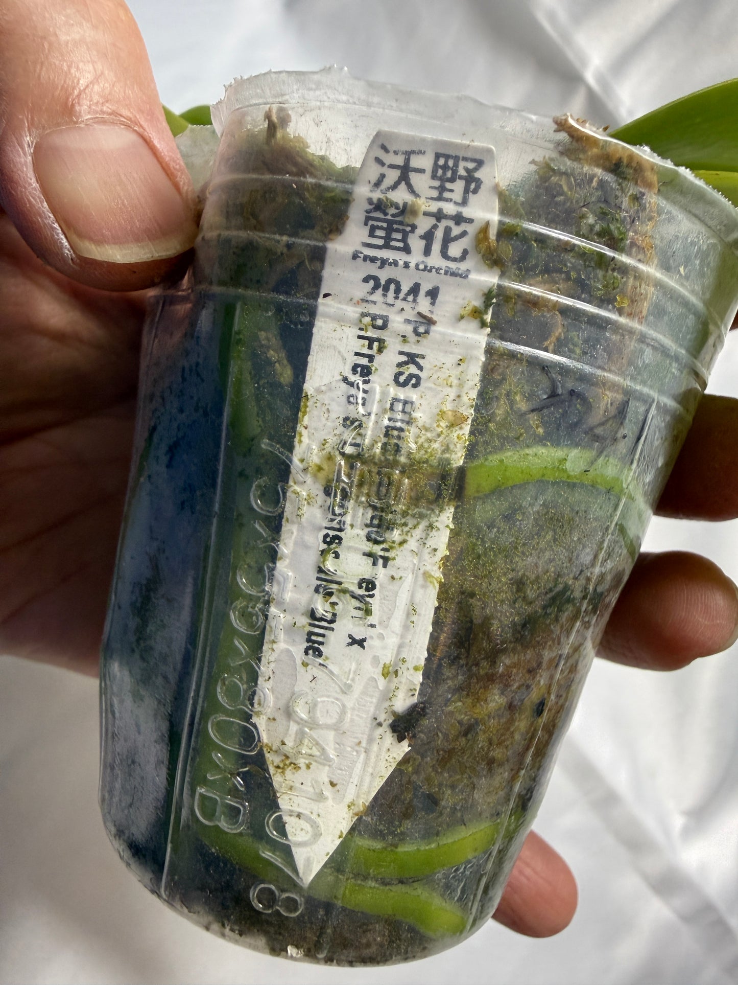 Phalaenopsis KS Blue Ludde-Freya's Dragonscale 251120 Spiking