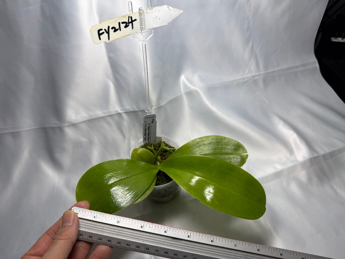 Phalaenopsis (Yaphon Yellow Story x AL Green Apple) 2137