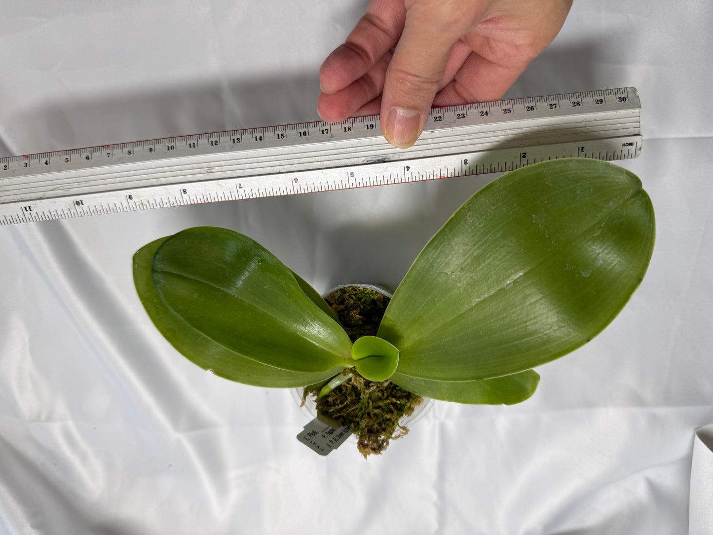 Phalaenopsis (Yaphon Yellow Story x AL Green Apple) 22022