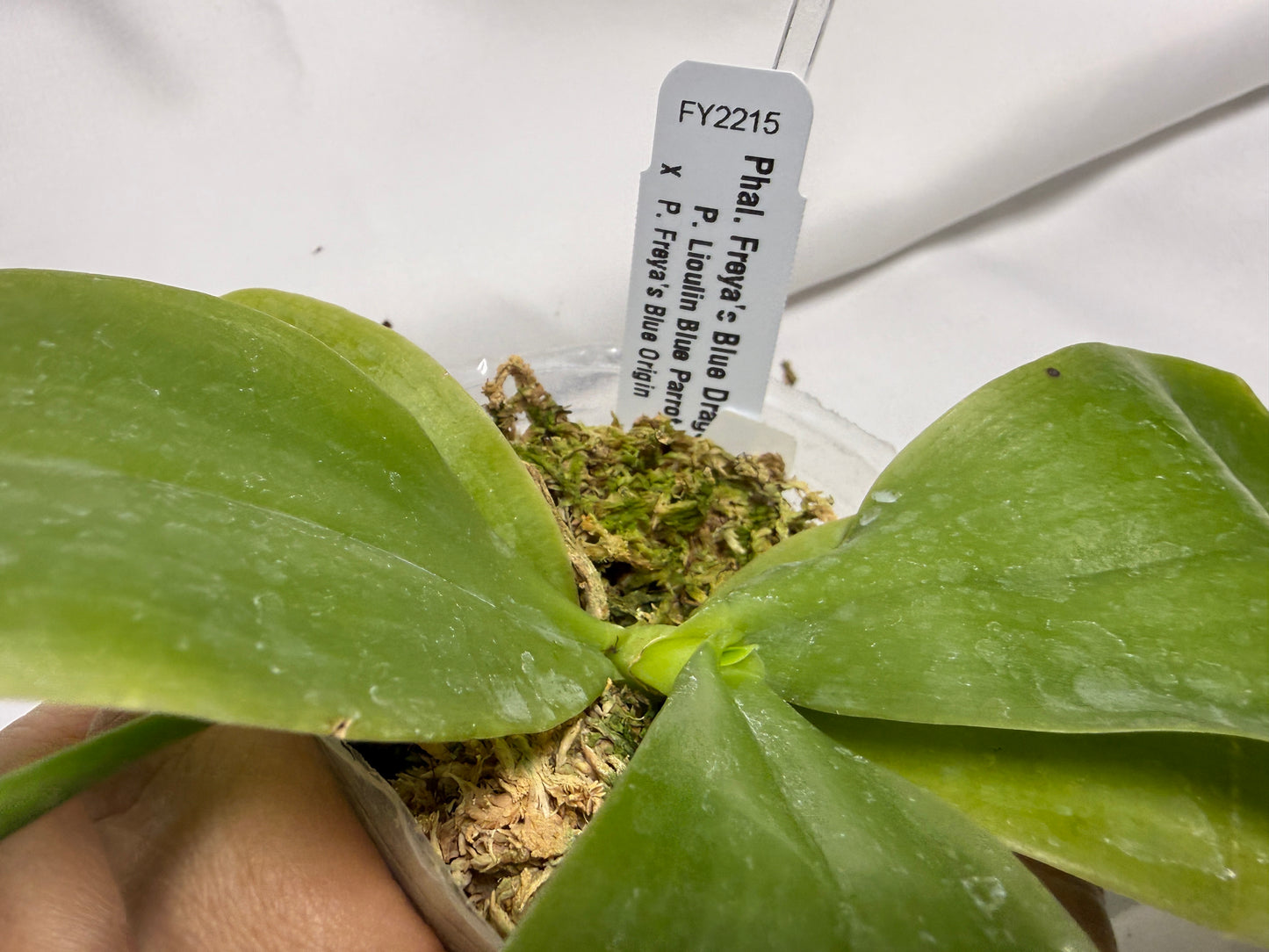 Phalaenopsis Freya's Blue Dragonfly 2165