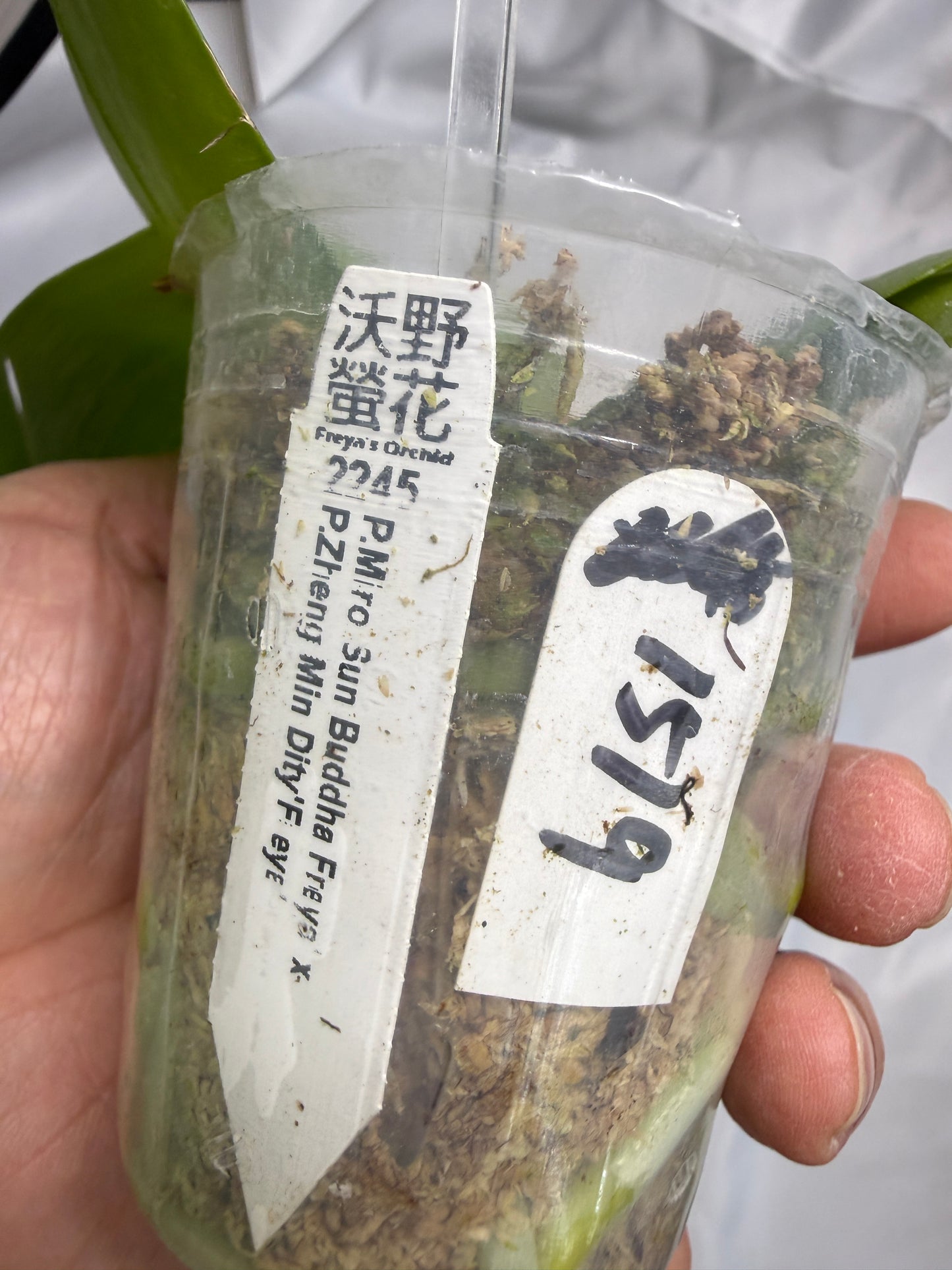 Phalaenopsis (Miro Sun Buddha 'Freya' X Zheng Min Dity 'Freya') 1519