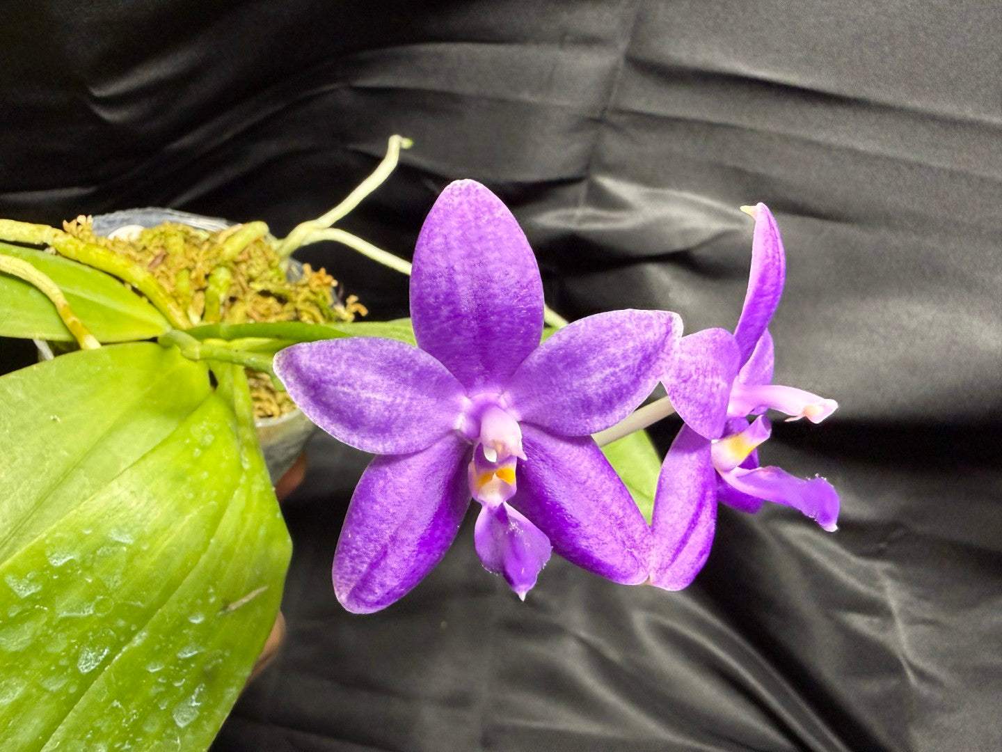 Phalaenopsis Freya's Blue Fire Fly 2166-260703 Flowering
