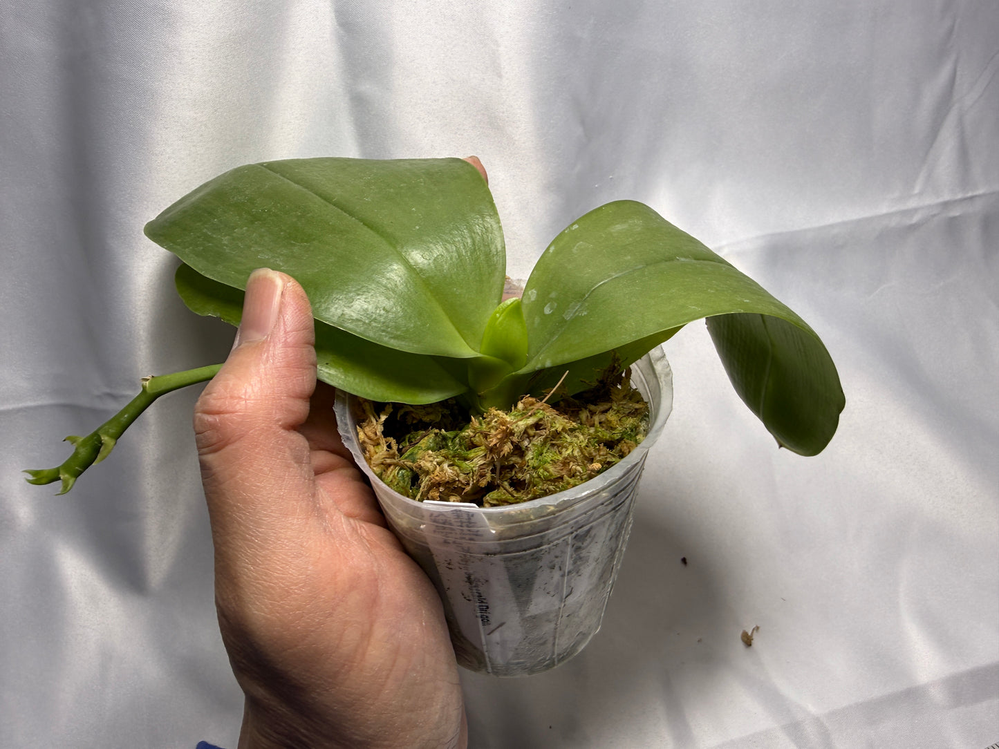 Phalaenopsis Freya's Emerald Dragon 2224