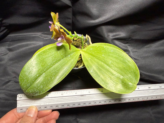 FY2258 Phalaenopsis Freya's Blue Dragon 2094-260703 Flowering