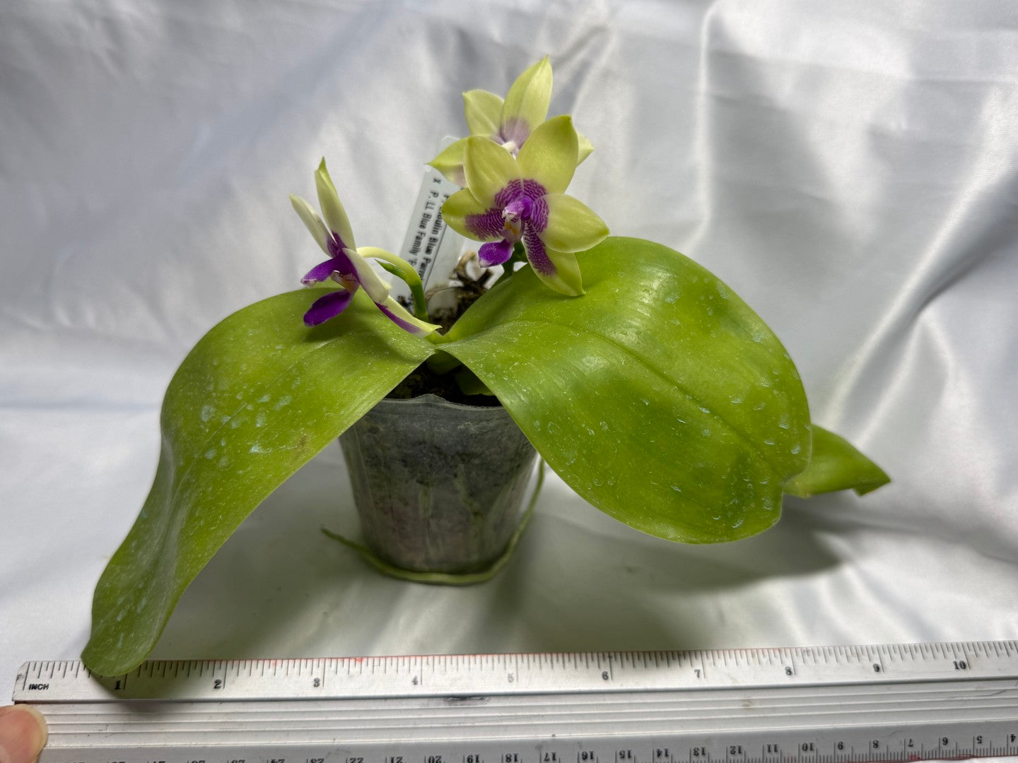 FY2262 Phalaenopsis (Lioulin Blue Parrot X LL Blue Family) 1818 Flowering