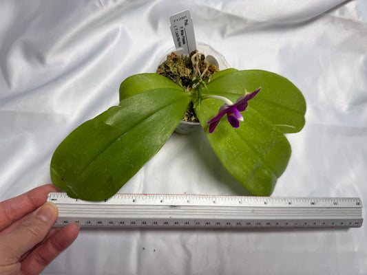 Phalaenopsis (Mituo Princess X Lioulin Blue Parrot 'Freya') 1954 Flowering