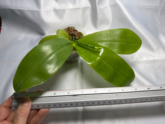 Phalaenopsis (Mituo Princess X Lioulin Blue Parrot 'Freya') 21122 Spiking