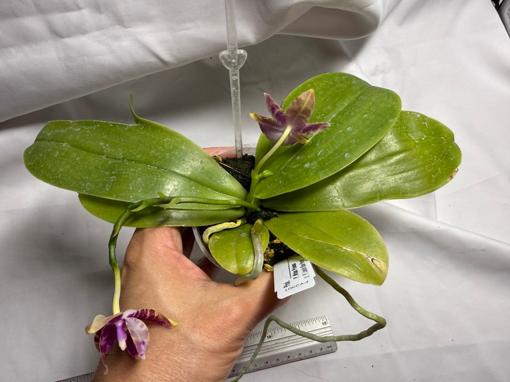 Phalaenopsis (Mituo Princess X Lioulin Blue Parrot) '2209' 260714 Flowering Seed Grown
