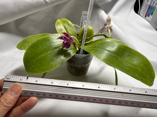 Phalaenopsis (Mituo Princess X Lioulin Blue Parrot) '2209' 260714 Flowering Seed Grown