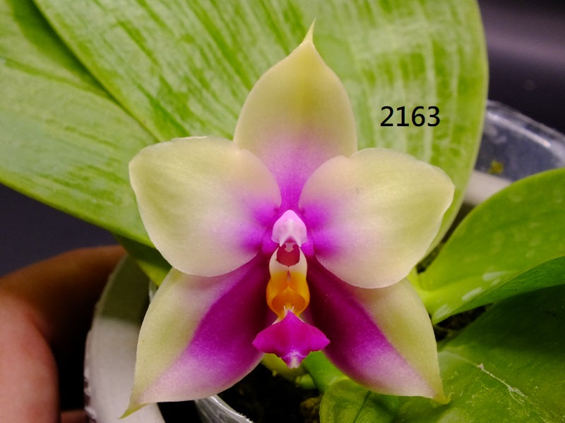Phalaenopsis bellina 'Freya' x bellina 'Freya-02'