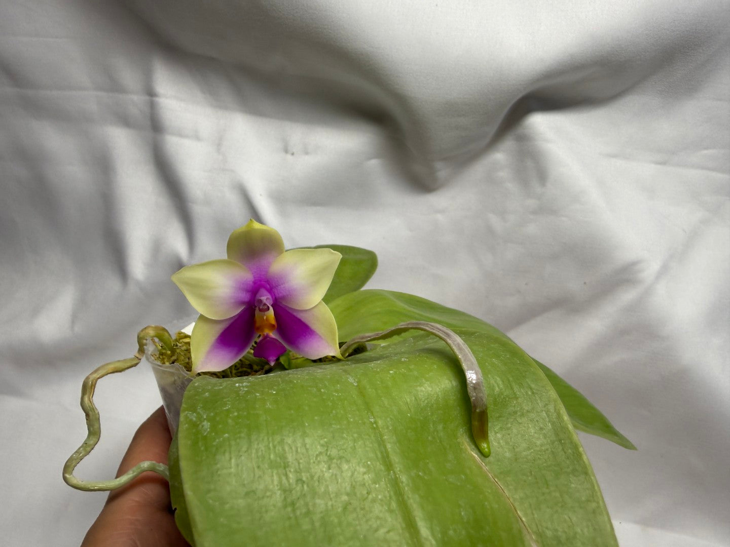 Phalaenopsis bellina 260714 Flowering Seed Grown