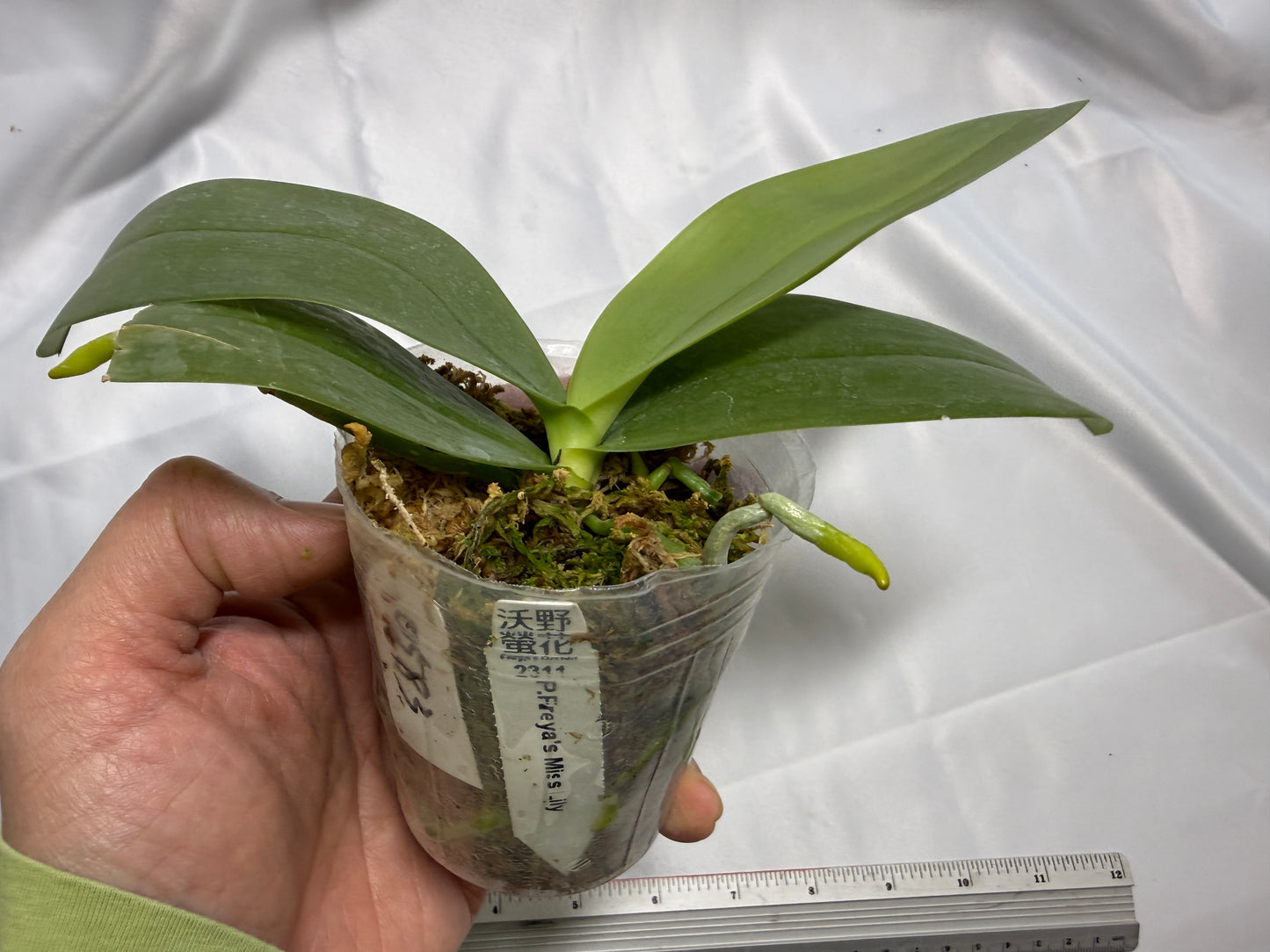 Phalaenopsis Freya's Miss Lily 0583