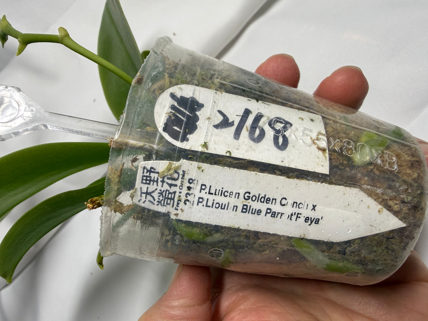 Phalaenopsis (Luicen Golden Conch X Lioulin Blue Parrot 'Freya') 2168