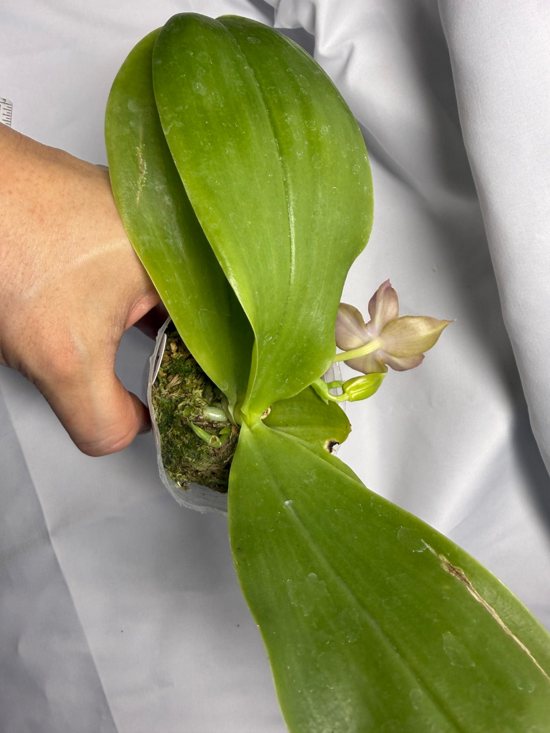 Phalaenopsis Freya's Blue Velvet 2149 Flowering 251227