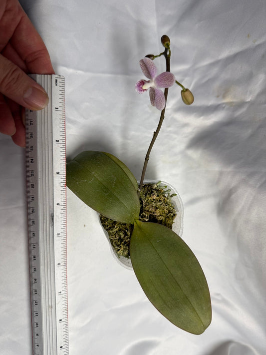 Phalaenopsis Freya's Sakura Rain x P. kapuasensis - Seed Grown Flowering 260530
