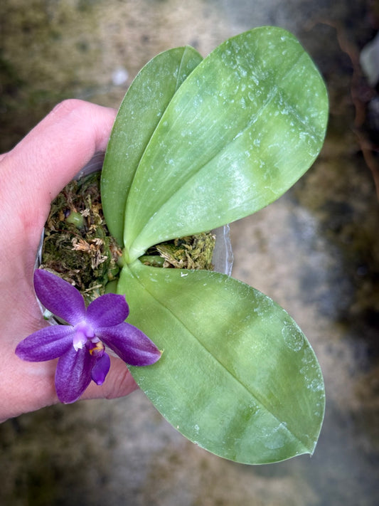 Phalaenopsis Freya's Blueberry Jam x Peter Blue Diamond 260314 Flowering