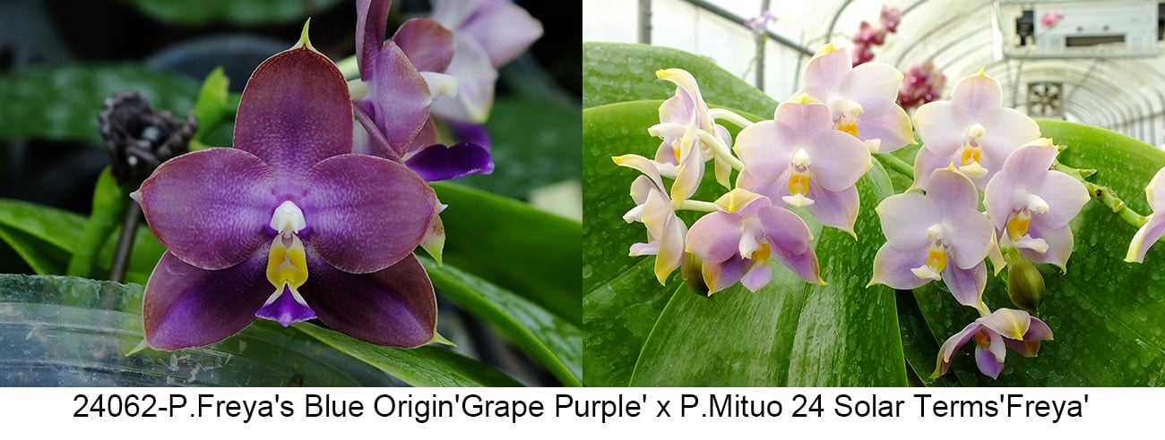 FY24062 Phalaenopsis Freya's Blue Origin x P. Mituo 24 Solar Terms - Seed Grown