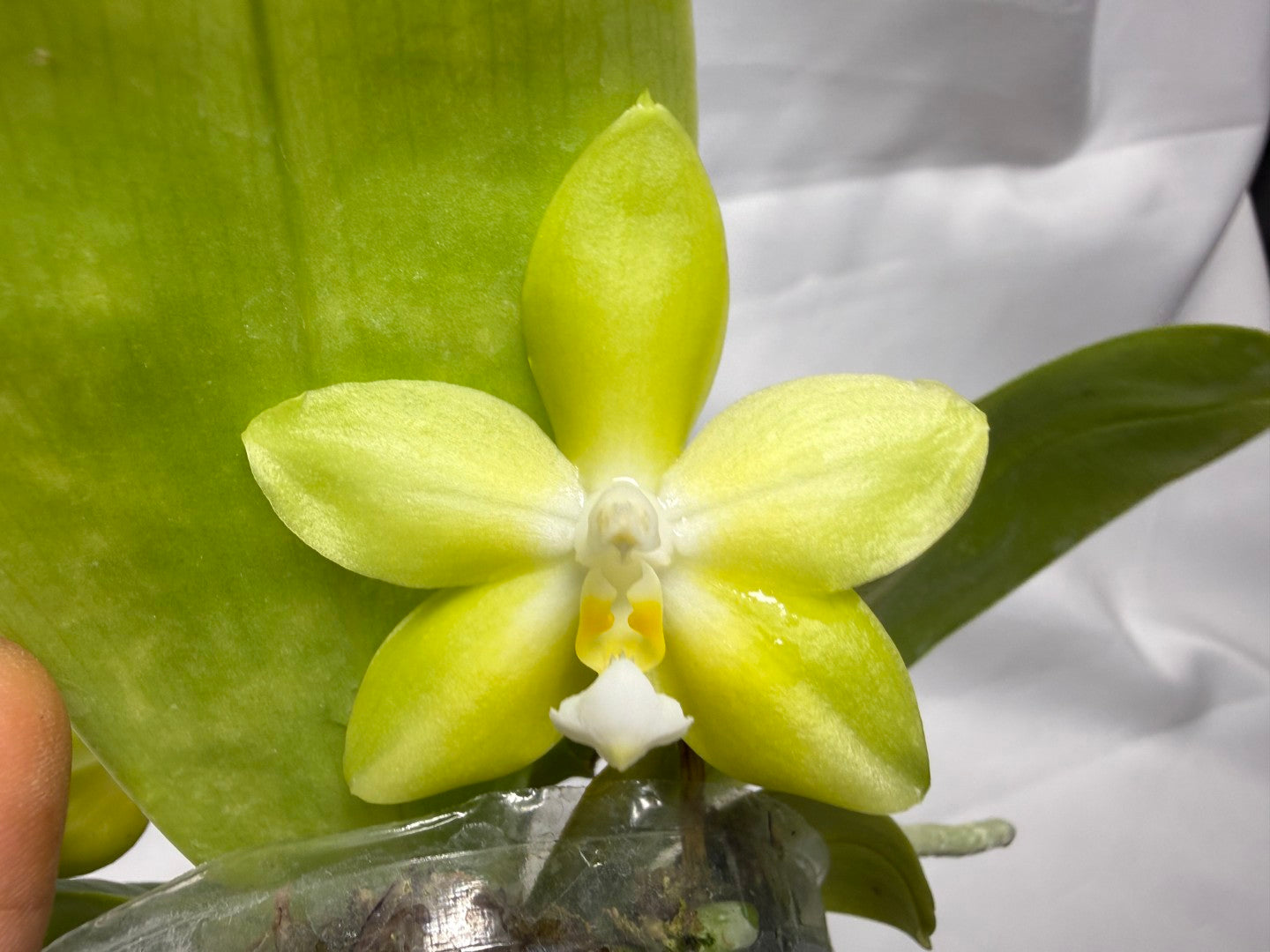 Phalaenopsis Freya's Blue Hawaii 1582 Flowering 3 spikes