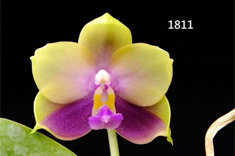 Phalaenopsis Freya's Blue Hawaii 1811 Seed Grown Flowering