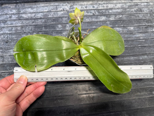 Phalaenopsis Freya's Blue Hawaii 1848 Flowering