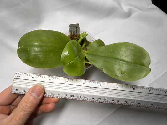 Phalaenopsis Freya's Blue Hawaii 1856 Budding