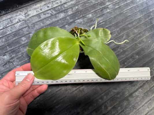 Phalaenopsis Freya's Blue Hawaii 1890 Spiking