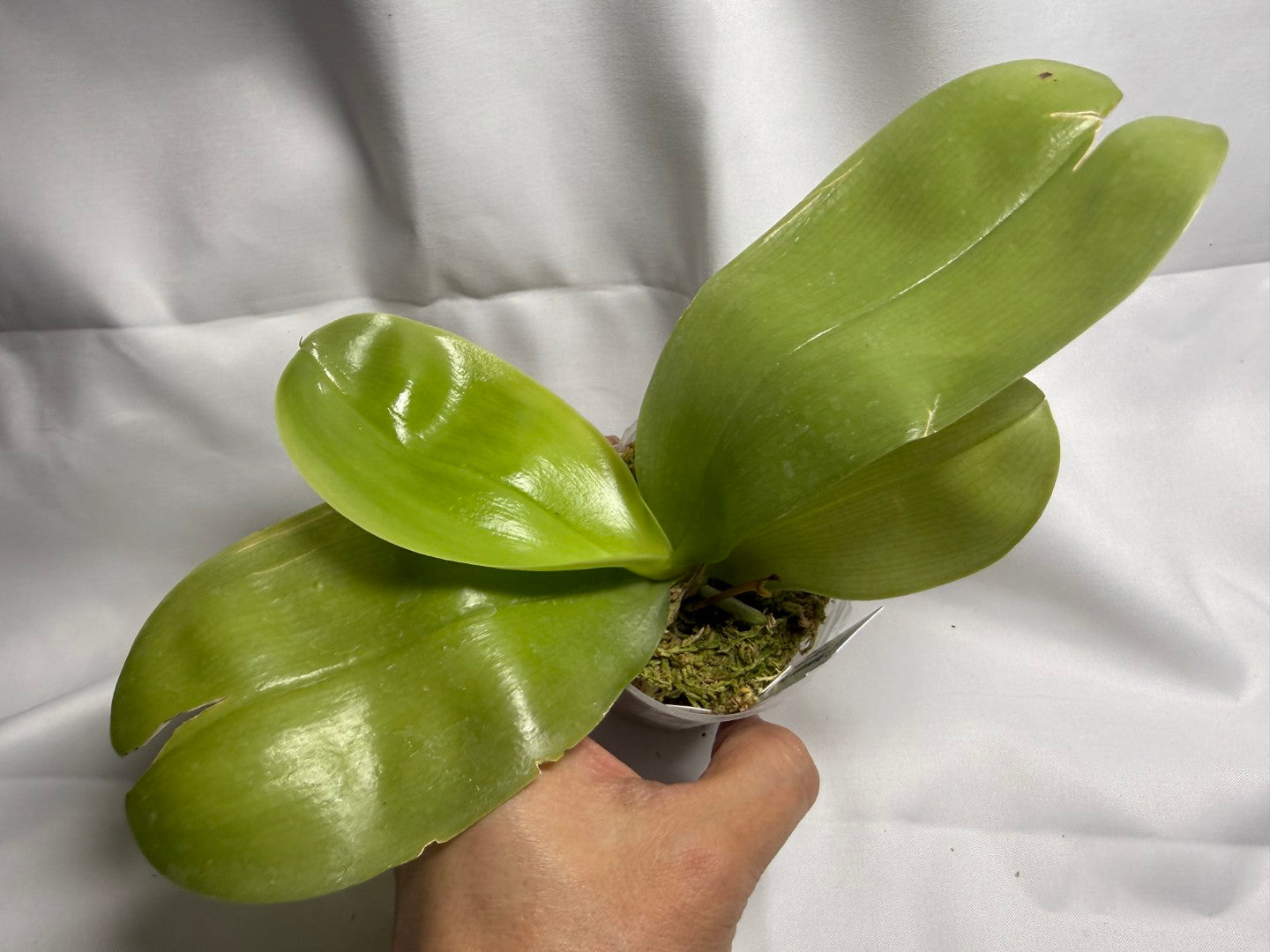 Phalaenopsis Freya's Blue Hawaii 1893