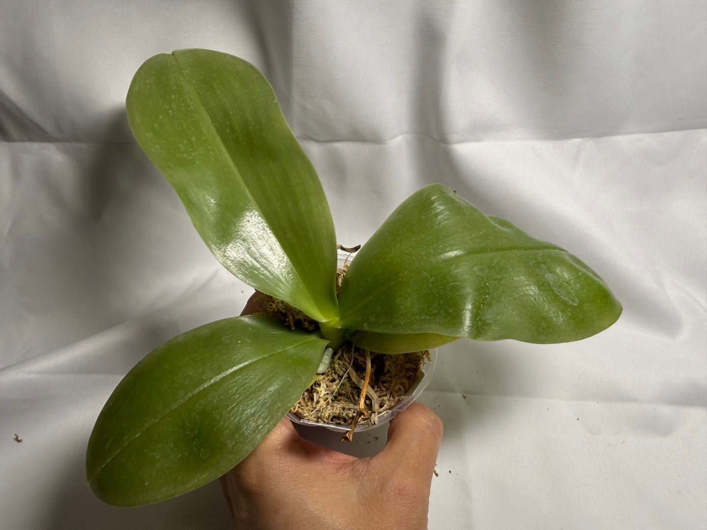 Phalaenopsis Freya's Blue Hawaii 1896