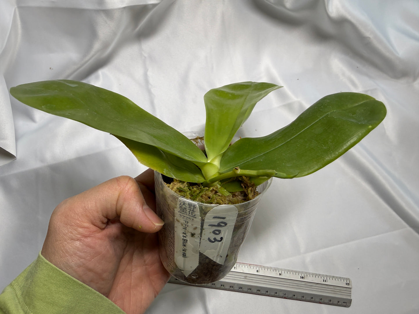 Phalaenopsis Freya's Blue Hawaii 1903